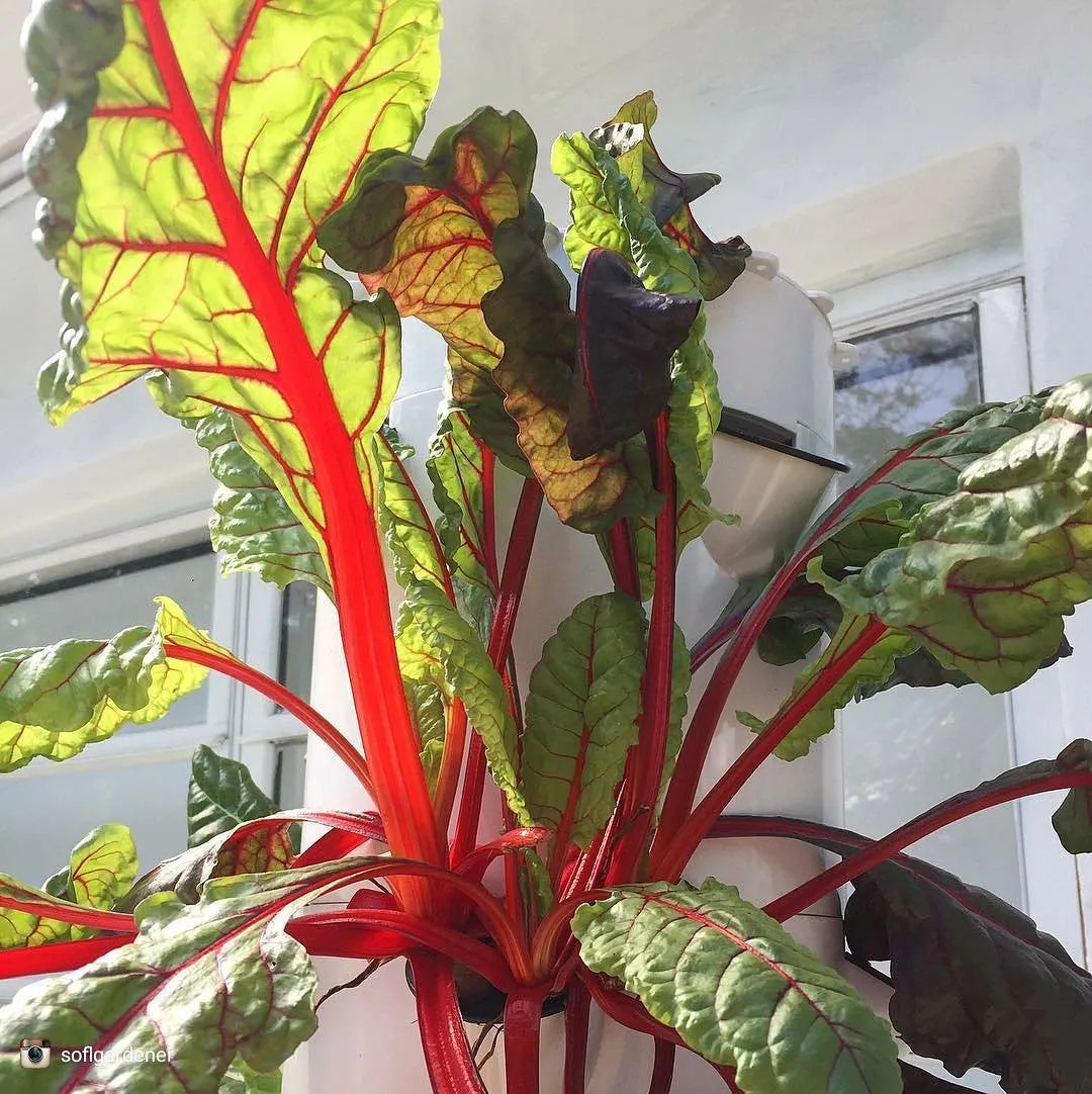 All-in-One Tower Garden Variety Pack